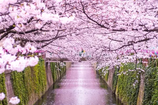 写真:目黒川の満開の桜